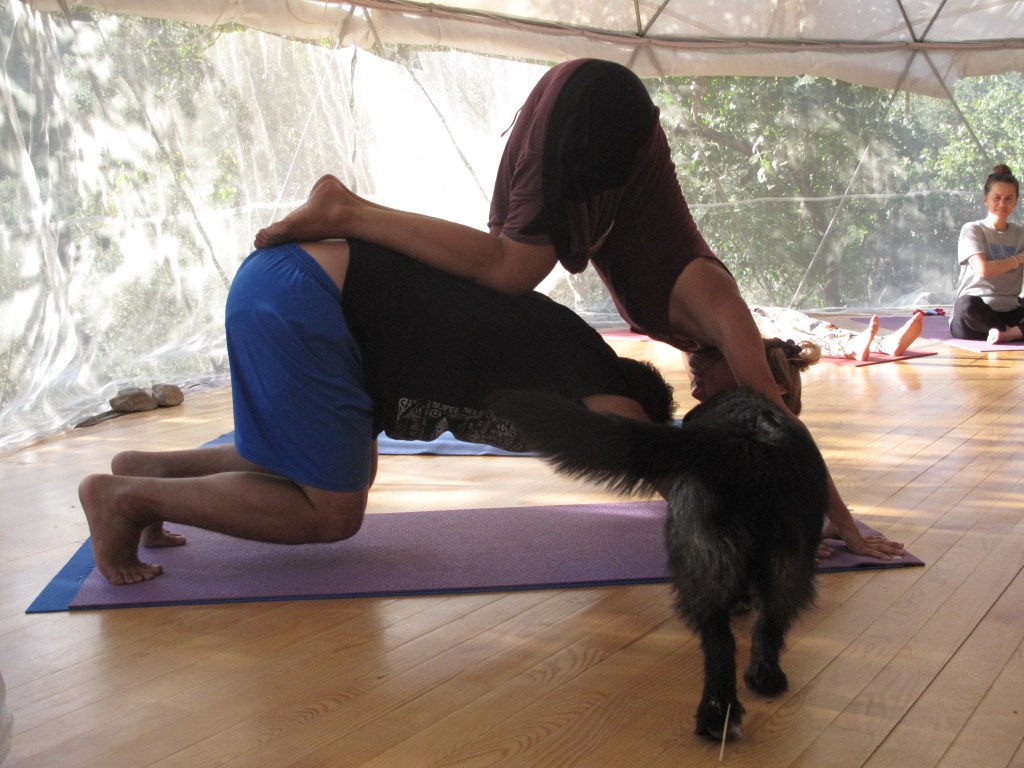 ve Berduş "aşağı bakan köpek pozisyonu"nu bize öğretmek için ders alanına dalar..