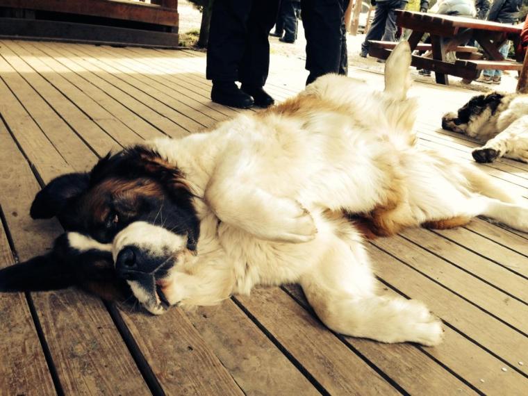 10468008_10153088787302589_4454430638729714381_o